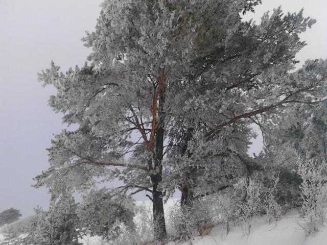 Chata Holica Pieniny Lesnica Exteriör bild